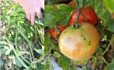 Figure 6. Pulling back outer tomato foliage to reveal defoliation caused by target spot within the interior canopy, and fruit with target spot lesions on the side of the fruit facing the canopy.