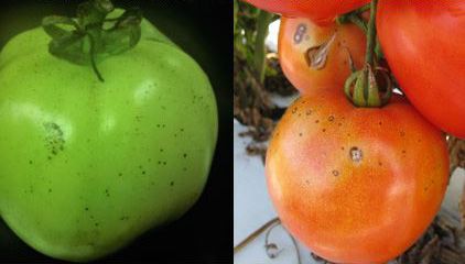 Figure 4. Tomato fruit exhibiting pinpoint and larger lesions typical of target spot caused by Corynespora cassiicola.