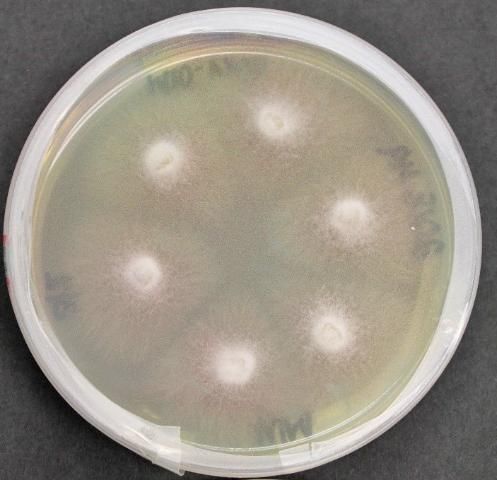 Figure 1. Growth of the fungus Fusarium oxysporum f. sp. niveum on artificial media in lab petri plate.