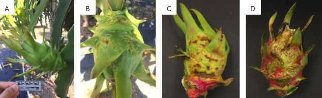 Figure 3. Symptoms of fruit canker caused by Neoscytalidium dimidiatum. The whitish-yellow spots (A, B) turn brown over time, which then coalesce to form larger lesions (B, C). The brown, dry lesions sometimes crack the peel (D), creating potential infection sites for other postharvest pathogens.