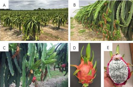 Figure 1. Reproductive growth of dragon fruit in a commercial grove in Miami-Dade County, Florida (A). After the flowers wilt, pollinated flowers start to develop into fruits (B). Often, flower buds and developing fruits at different stages can be seen simultaneously in the canopy (C). Depending on the cultivar, the skin of mature fruits has either red or yellow tones with green to red bracts (D) and the flesh can be white, pink, or red, with small black edible seeds (E).