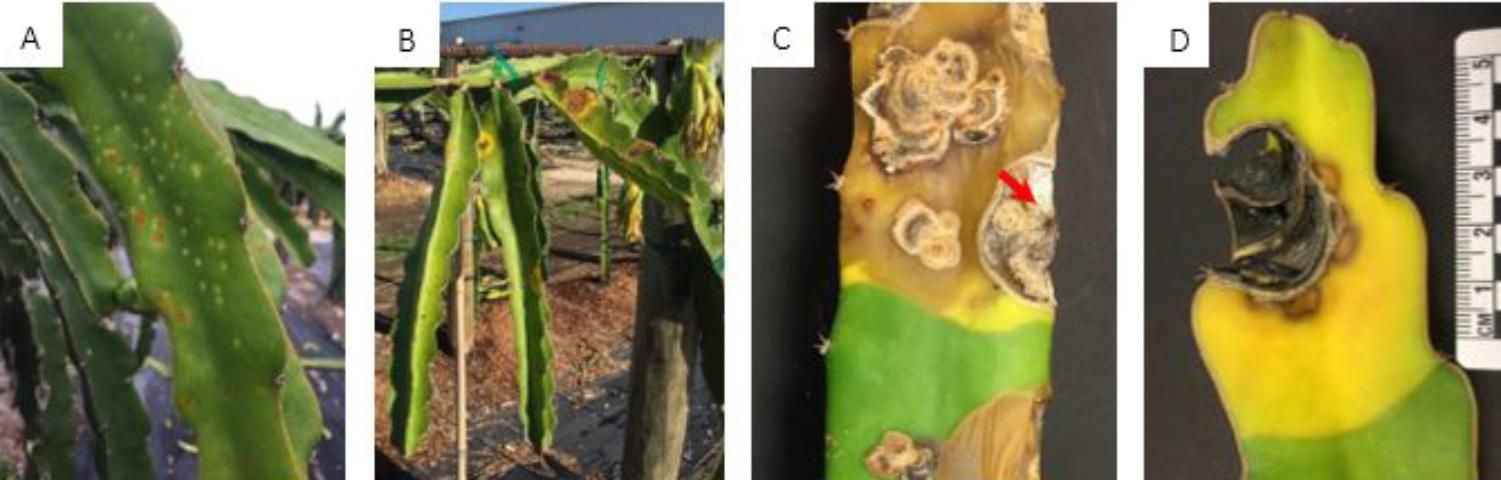 Figure 2. Symptoms caused by Neoscytalidium dimidiatum on dragon fruit cladodes. The whitish yellow spots (A) turn orange to brown over time, which can coalesce to form larger spots or lesions. The spots or lesions are sometimes surrounded by yellow halos, which turn into necrotic water-soaked lesions (B). The pathogen then produces black fruiting bodies (pycnidia, arrowed) on the lesions (C), which can initiate new infections on young, healthy cladodes and developing fruits. The dried lesions usually fall off, forming 