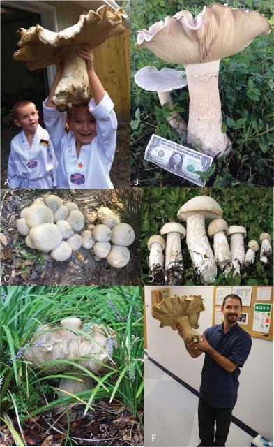 Figure 1. A) Macrocybe titans fruiting body collected in Florida. B) Scalloped, inrolled cap edges and scaly stipe that are common features of M. titans. C) Cluster of M. titans fruiting bodies from Gainesville, Florida. D) Age series showing the development of M. titans fruiting bodies. E) Macrocybe titans fruiting body with scalloped margins found growing in mulch at the edge of a lawn in Gainesville, Florida. F) Dr. Matthew E. Smith holding a fresh M. titans mushroom.