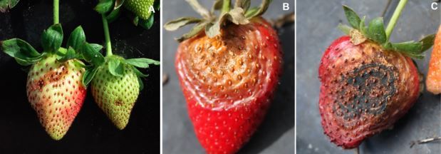 Figure 4. Pestalotia fruit rot lesions on A) green fruit (early stage development), B) ripe fruit and calix, and C) late-stage lesions covered by black spore mass of Neopestalotiopsis sp.