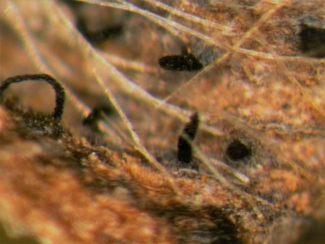 Figure 6. Exuded spores in black droplets and in dark sooty columns when relative humidity is high, but rains and dews are absent. Picture taken through dissecting microscope at 40x.