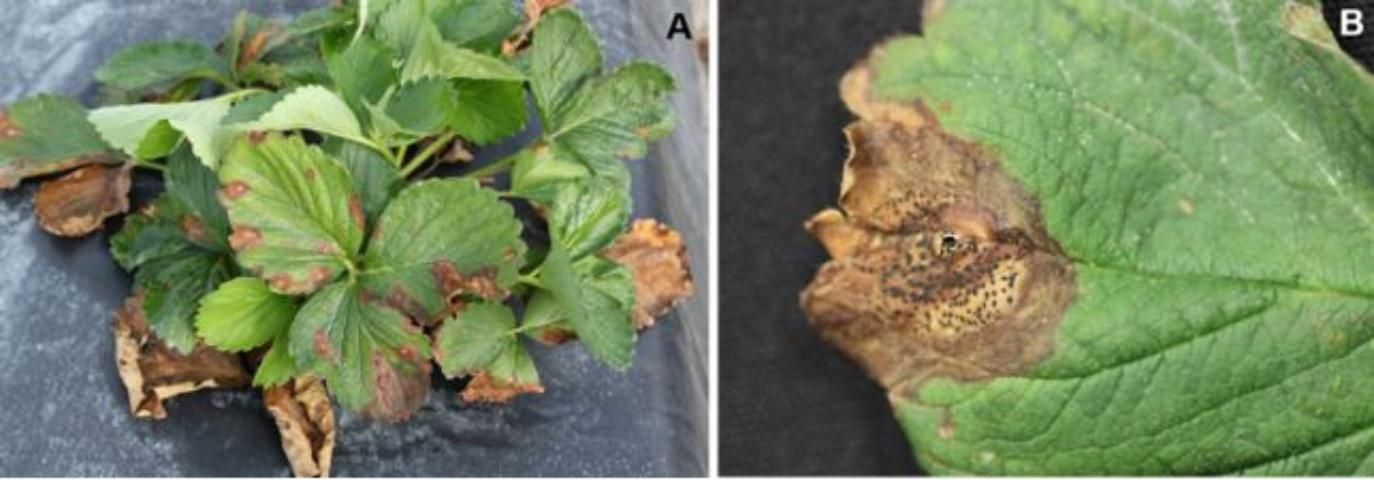 Figure 5. Pestalotia leaf spot symptoms: A) leaves with light- to dark-brown spots and B) older necrotic leaf tissue covered by black structures (spores) of Neopestalotiopsis sp.