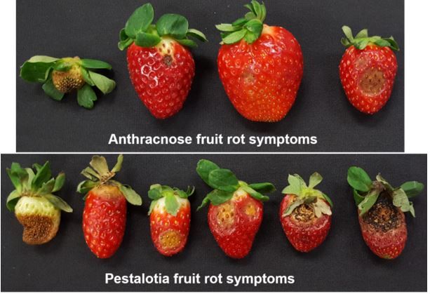 Figure 3. Anthracnose fruit rot symptoms caused by Colletotrichum acutatum and Pestalotia fruit rot symptoms caused by Neopestalotiopsis sp.