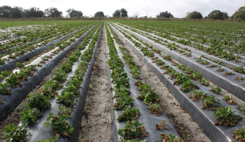 Figure 1. Pestalotia leaf spot outbreak in Florida strawberry fields.