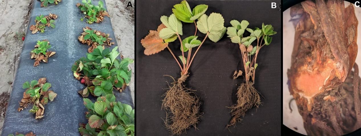 Figure 2. Symptoms caused by Neopestalotiopsis spp.: A) stunting of plants caused by root and/or crown infection; B) darkening and underdevelopment of roots; and C) orange-brown necrosis in the crowns.