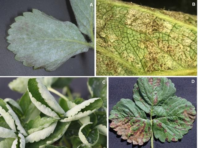 Figure 9. Powdery mildew caused by the fungus Podosphaera aphanis: A) fungal growth on lower leaf surfaces; B) small black fruiting bodies (cleistothecia) on the undersides of infected leaves; C) leaf cupping and curled margins of diseased leaves; and D) irregular red or purple/brown patches on infected leaves of some cultivars.