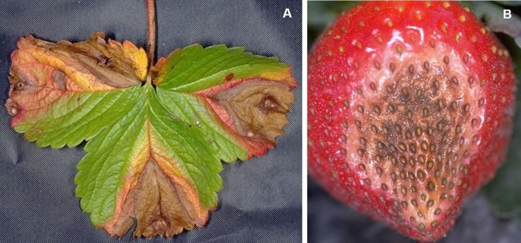 Figure 5. Phomopsis leaf blight and soft rot symptoms caused by Phomopsis obscurans: A) leaf with V-shaped lesions with light-brown centers and darker-brown outer zones; and B) fruit lesions covered with black pycnidia of the pathogen.