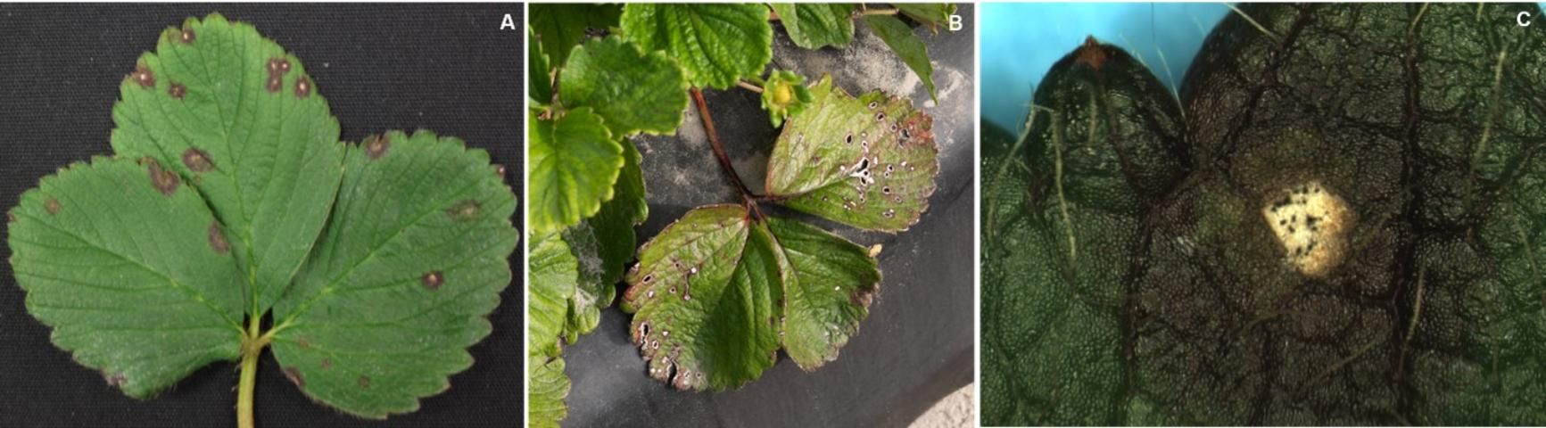 Figure 7. Cercospora leaf spot caused by the fungus Cercospora fragariae: A) small, circular purplish/reddish spots with light-colored centers; B) late-stage symptoms where the center of the spots become necrotic and fall out; and C) white centers of the spots covered with black stromata of the fungus.