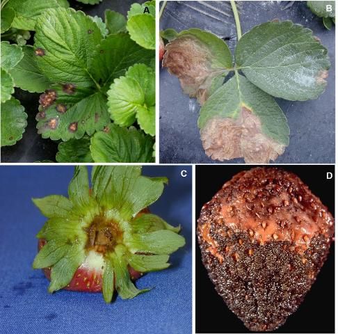 Figure 6. Leaf blotch and stem-end rot caused by the fungus Gnomonia comari: A) brownish lesions with a purplish outer zone on young leaves; B) light-brown necrotic blotches on older leaves; C) stem-end rot symptoms on the calyx; and D) soft rot symptoms on ripe fruit covered with dark fruiting bodies.