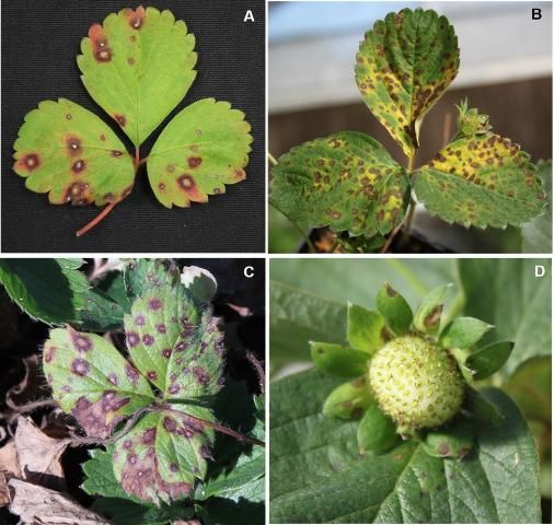 Figure 8. Target spot caused by the fungus Corynespora cassiicola: A) circular to irregular spots on leaves with dark-brown borders and beige centers; B) dense spotting with associated yellowing; C) spots occupying half of leaf area in severe infection; and D) pale-brown spots on fruit cap (calyx).