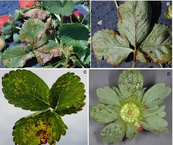 Figure 10. Angular leaf spot caused by the bacteria Xanthomonas fragariae: A) yellowing, blighting, and premature death of older leaves; B) water-soaked lesions on the lower side of leaves; C) translucent spots, producing the 