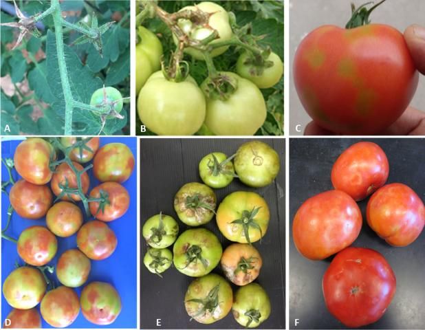 Figure 2. Fruit symptoms of tomato brown rugose fruit virus (ToBRFV). (A) Dried pedicles and calyces on cherry tomato plants leading to fruit abscission. (B) Necrotic symptoms on pedicle and calyces. (C–D) Typical fruit symptoms with yellow/green 