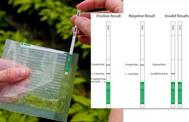 Figure 3. Growers can detect tobamoviruses with commercially available TMV immunostrip 