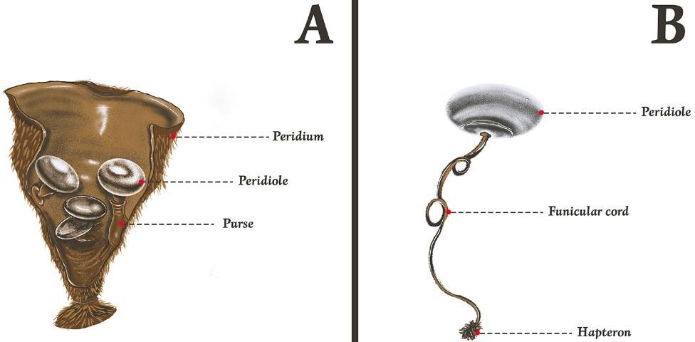Figure 2. A botanical illustration showing different parts of a bird's nest fungus fruiting body. A: Section through fruiting body of a Cyathus species showing peridioles that are attached to the inner wall of the peridium. B: Stretched funicular cord with a sticky hapteron on one end and a peridiole on the other end. This illustration is not to scale. Bird's nest fungi are 3–10 mm tall and the peridioles are usually 1–3 mm in diameter.