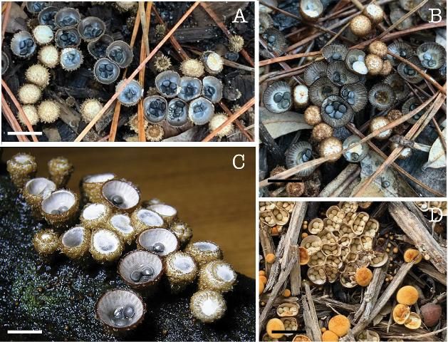 Figure 1. Images of common bird's nest fungi in the United States. A: Cyathus pallidus showing both mature and immature fruiting bodies (MES-3576). Gainesville, Florida. B: Cyathus poeppigii showing both mature and immature fruiting bodies. Gainesville, Florida. C: Cyathus annulatus (NK-50) showing both mature and immature fruiting bodies. Walton, Georgia. D. Crucibulum parvulum (NK-117) showing both mature and immature fruiting bodies. Minneapolis, Minnesota. All scales = 0.5 centimeters.