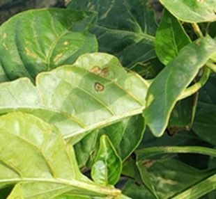 Figure 1. Initial symptoms of bacterial spot on pepper leaves exhibiting water-soaking (the dark-green halo surrounding the tan lesion).