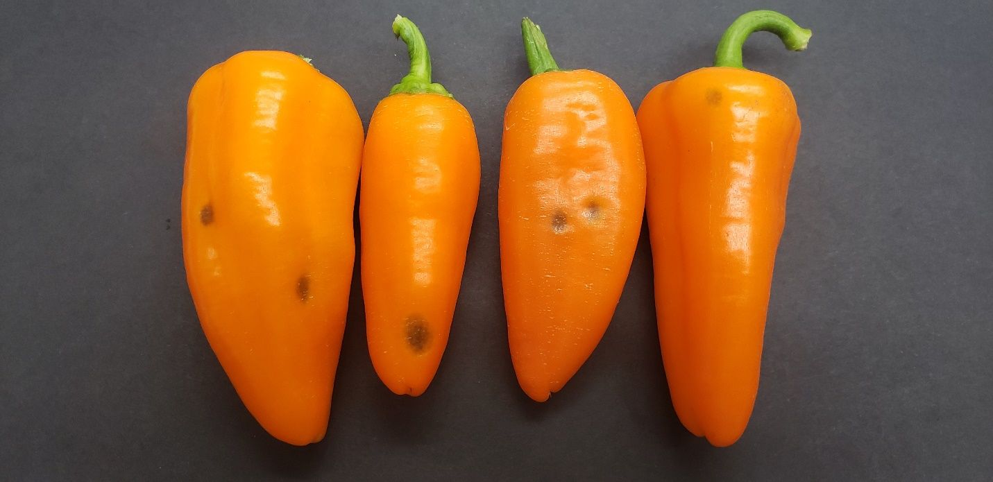 Pepper fruit grown in a greenhouse with symptoms of stip. 