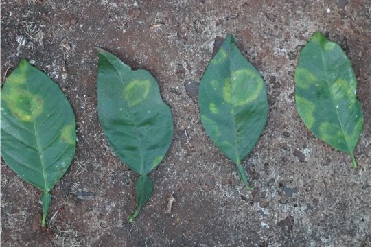 Leaf symptoms with zone pattern.