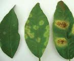 Young (left) to old leaf lesions (far right) on leaves.