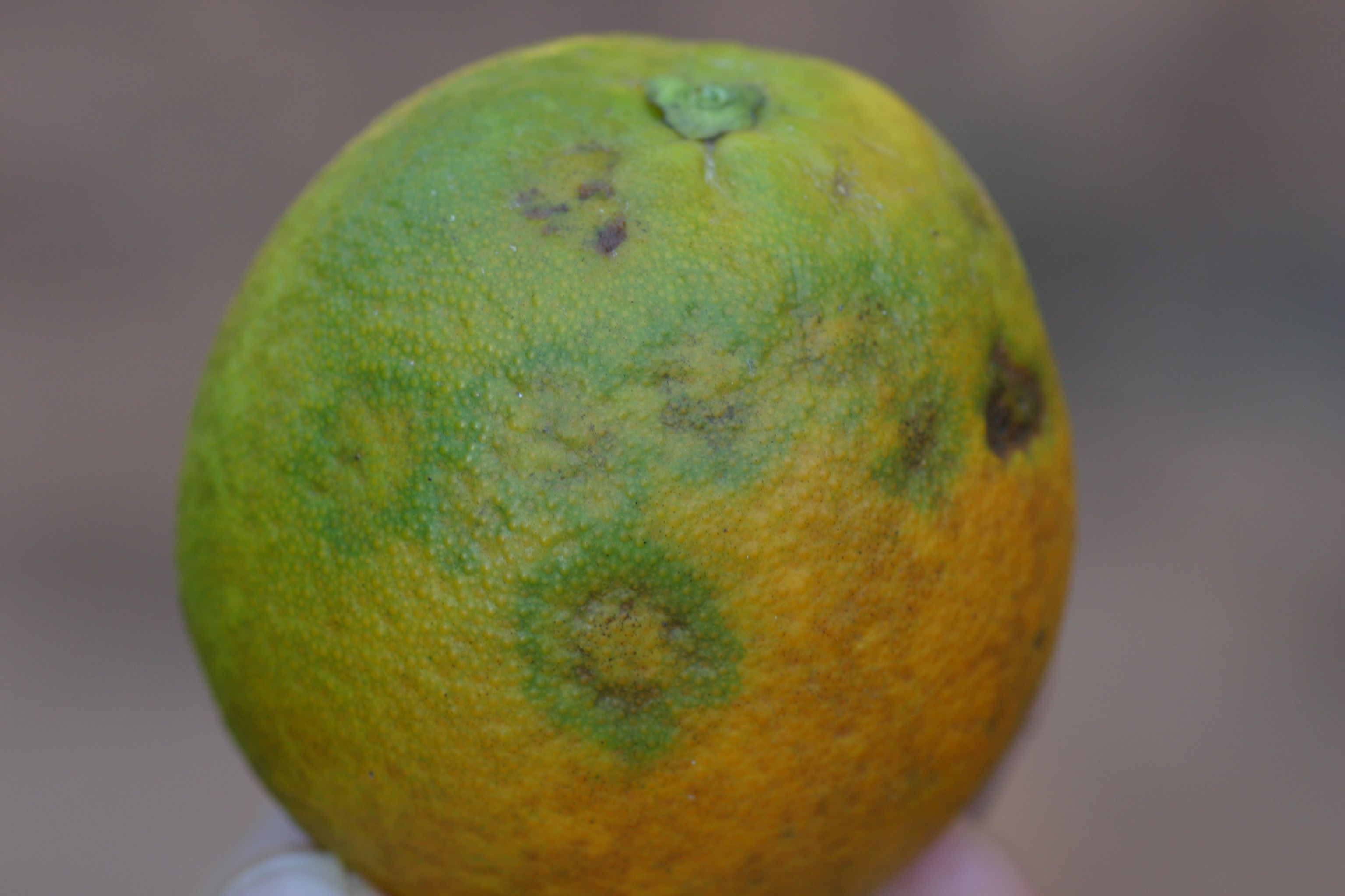 Fruit symptoms with zones and slight necrosis in the middle.
