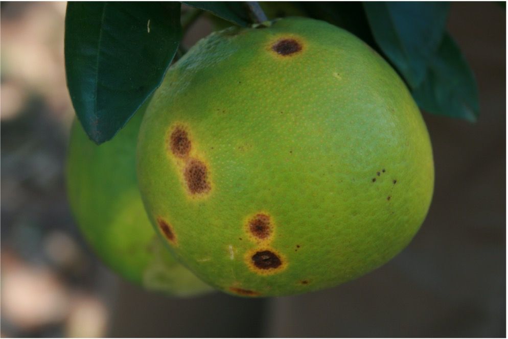 Immature fruit symptoms with halos.