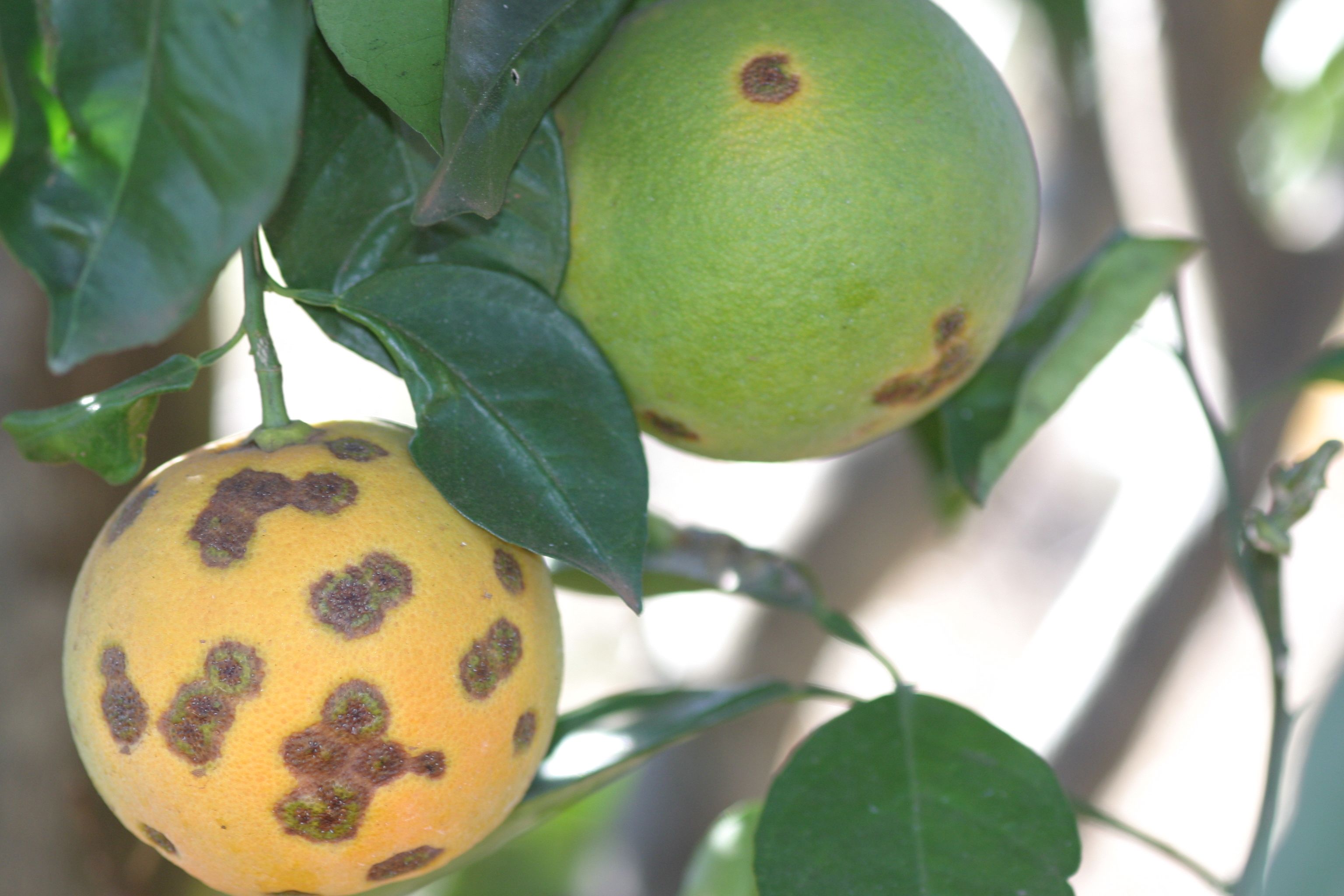 Concentric green rings within lesions on immature and mature fruit.