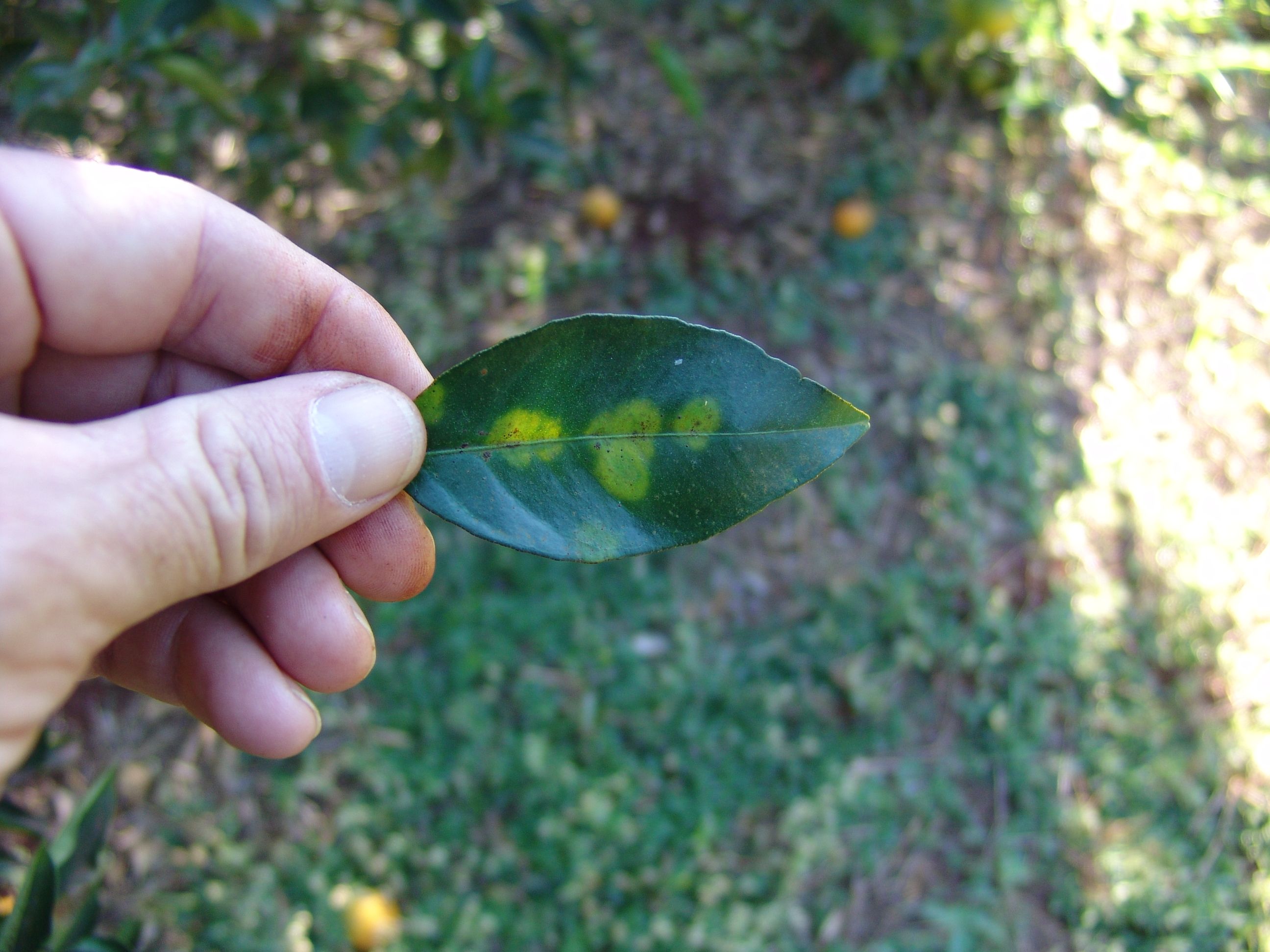 Chlorotic circular lesions (zone pattern) on upper side of leaf.