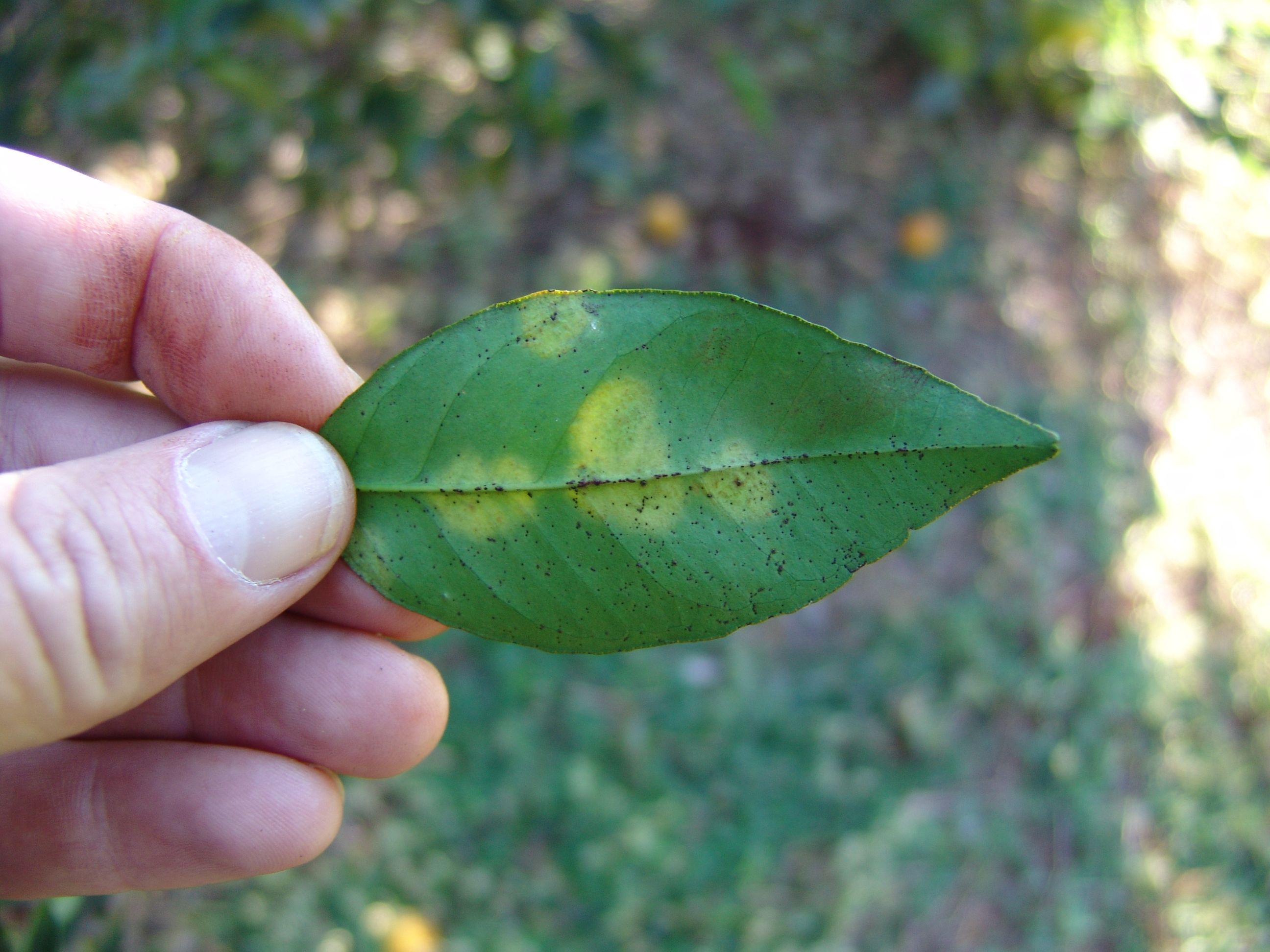 Chlorotic circular lesions (zone pattern) on under side of leaf.