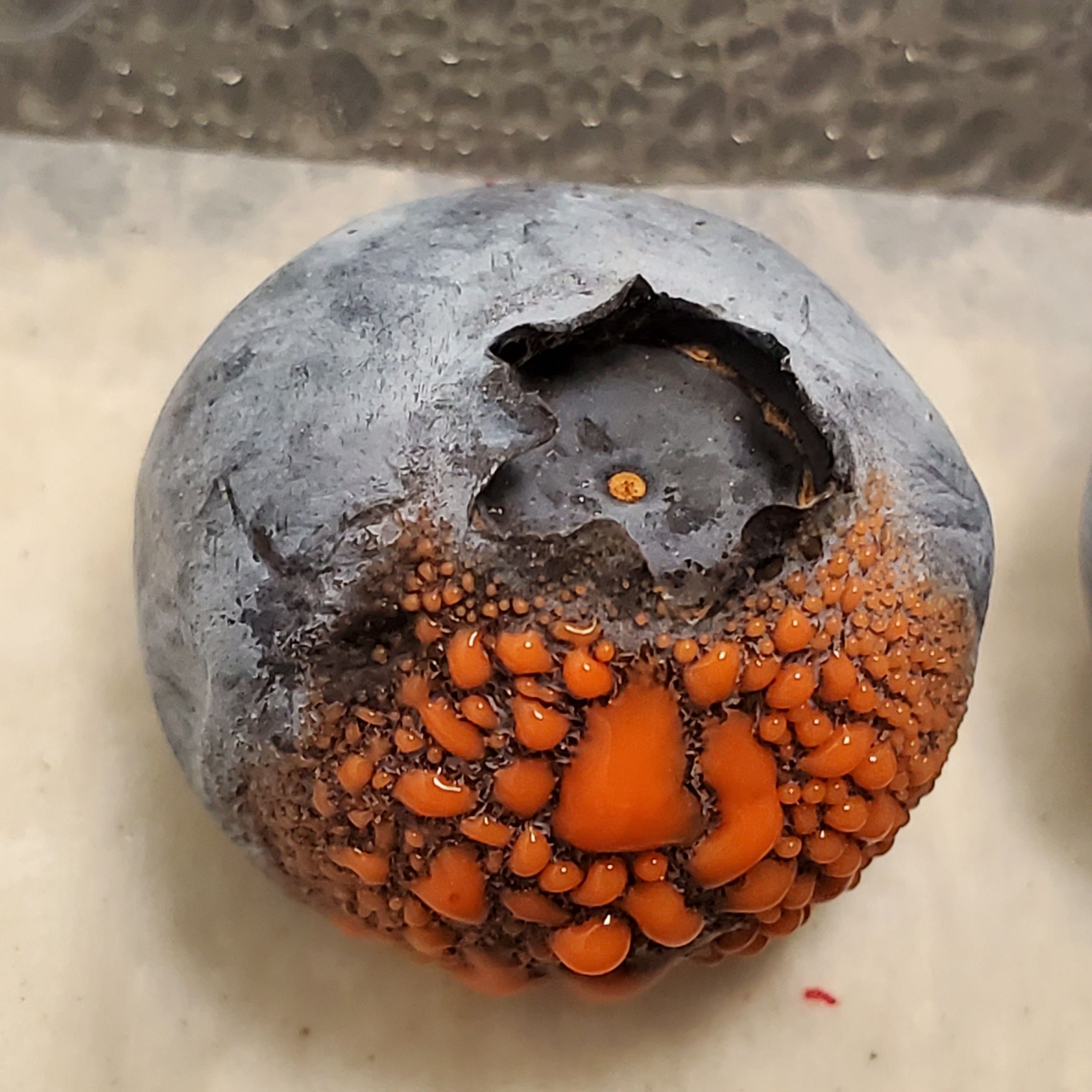 Typical symptoms of blueberry anthracnose fruit rot (AFR) on fruit under wet conditions. Note the bright orange mass of spores.
