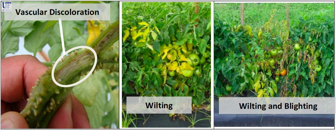 Wilting, blighting and vascular discoloration symptoms of Fusarium wilt on tomato plants. 