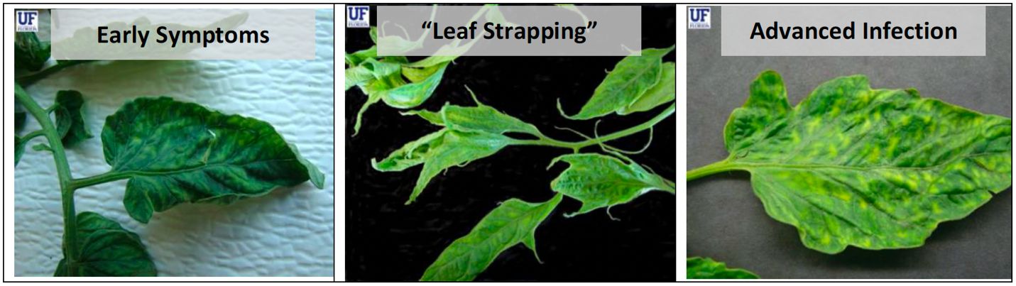 Various stages of leaf symptoms in tomato caused by tobacco mosaic virus (TMV). 