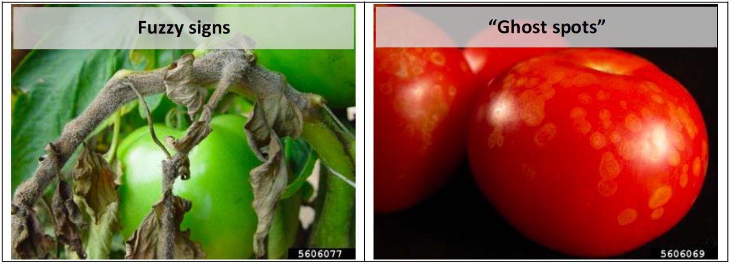 Symptoms of Botrytis gray mold on tomato stems and fruit. 