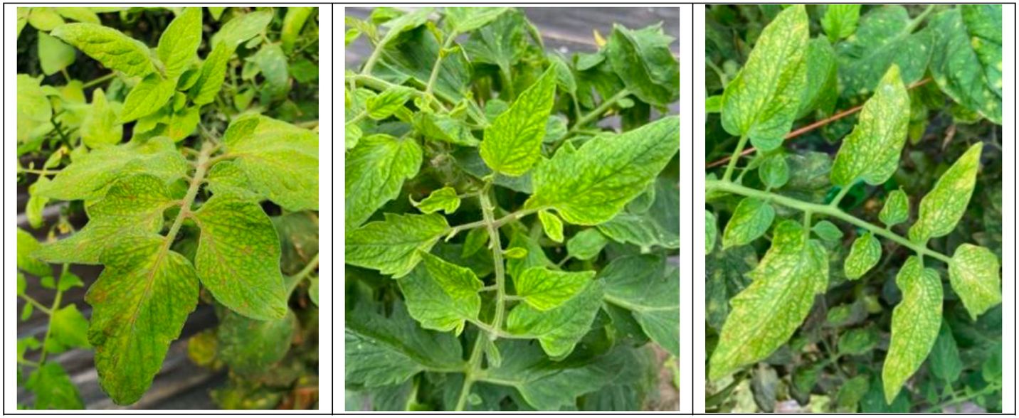 Leaf yellowing symptoms in tomato caused by tomato chlorosis virus, ToCV. 