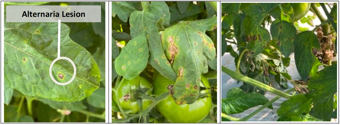 Symptoms of early blight on tomato leaves. 
