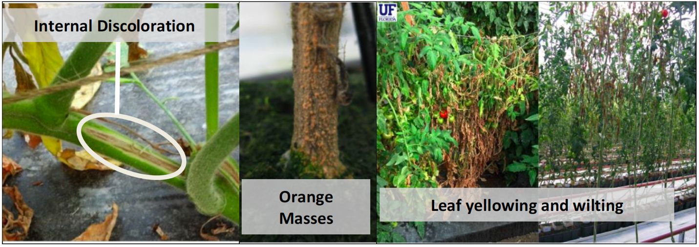 Symptoms and signs (orange masses) of Fusarium crown and root rot on tomato plants. 
