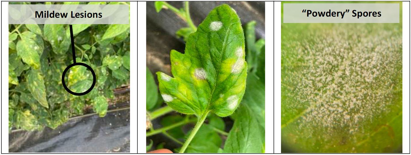 Symptoms and signs of powdery mildew on tomato leaves. 