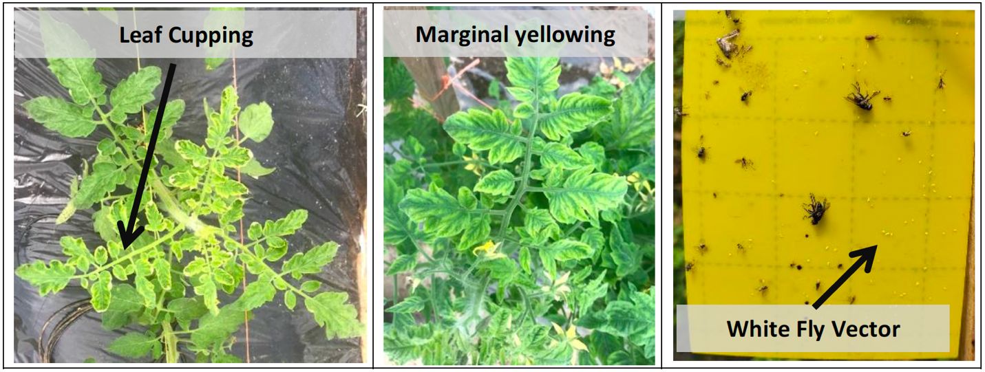 Symptoms of TYLCV on tomato leaves in high-tunnel production systems. Image of a yellow card sticky trap shows the size of the white fly vector compared to other insect pests. More white fly information can be found at . 
