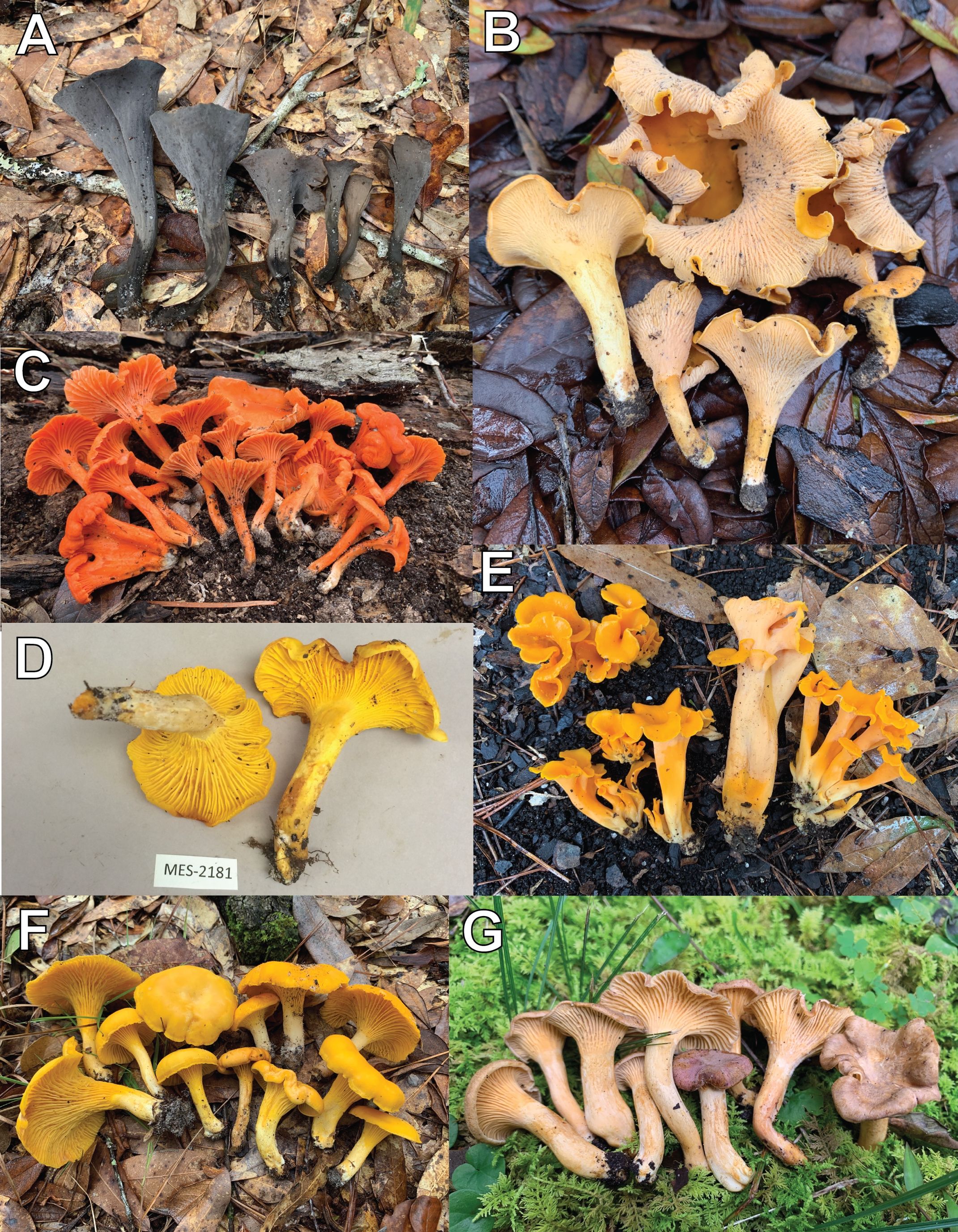 Photos of fresh specimens of Florida chanterelle mushrooms: (A) Craterellus fallax; (B) Cantharellus lateritius; (C) Cantharellus corallinus; (D) Cantharellus altipes; (E) Craterellus odoratus; (F) Cantharellus tenuithrix; (G) Cantharellus quercophilus. 
