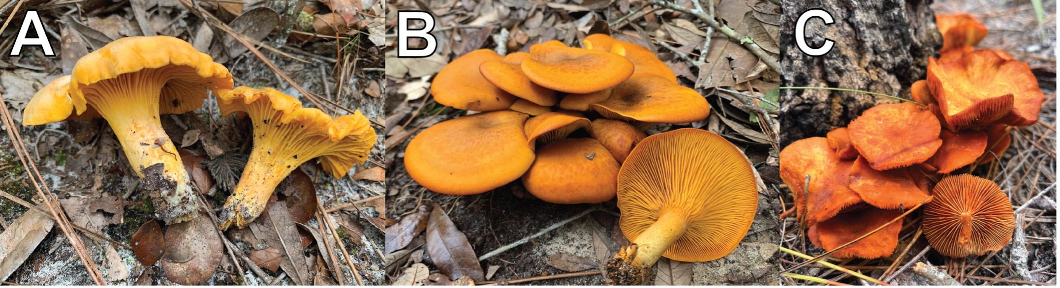 A comparison between a common Cantharellus species and two common look-alike mushrooms that occur in Florida: (A) Cantharellus tenuithrix; (B) Omphalotus subilludens; (C) an unidentified Gymnopilus species. 