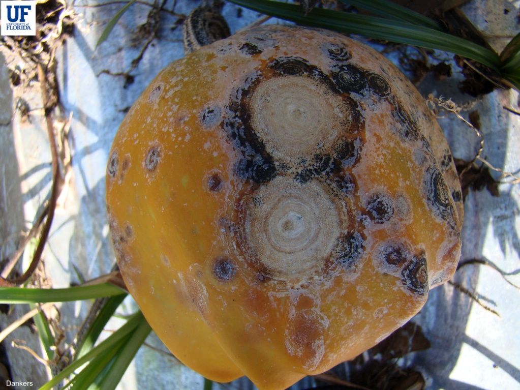 A pumpkin fruit exhibiting lesions of anthracnose containing masses of salmon-colored conidia.