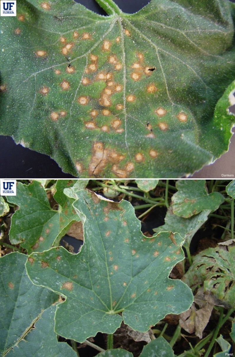 Anthracnose lesions on cantaloupe leaves also appear roughly circular to angular.