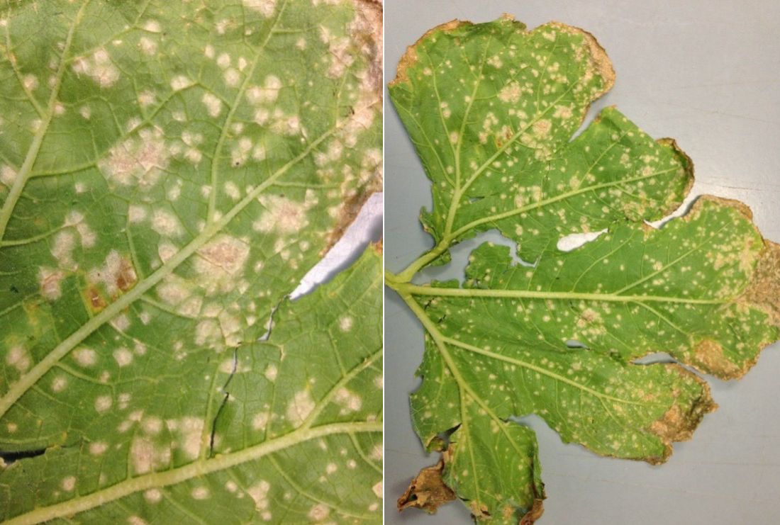 Anthracnose lesions on a squash leaf.