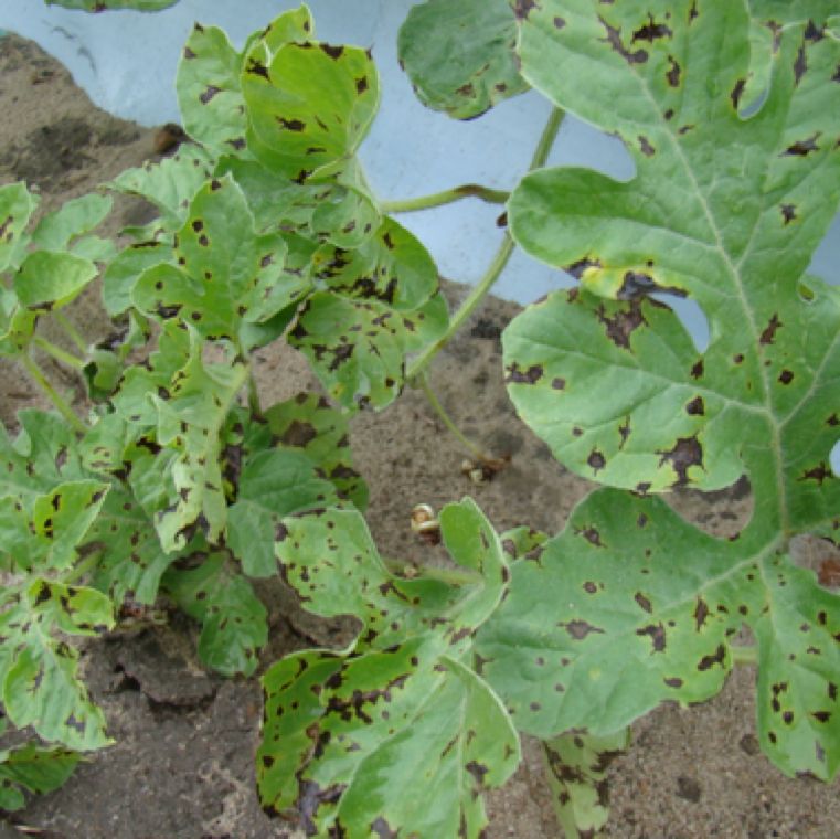 Anthracnose lesions on watermelon leaves appear roughly circular to angular.