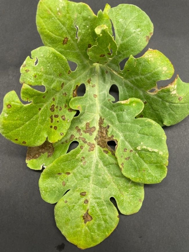 Anthracnose lesions on watermelon leaves appear roughly circular and coalesce to form larger lesions.