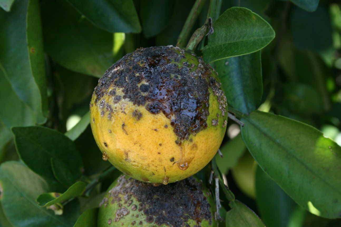 Example of citrus canker symptoms.