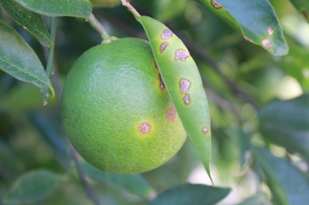 Example of citrus canker symptoms.